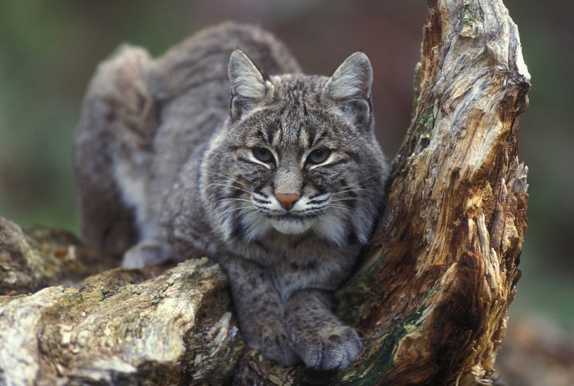 Bobcat in tree
