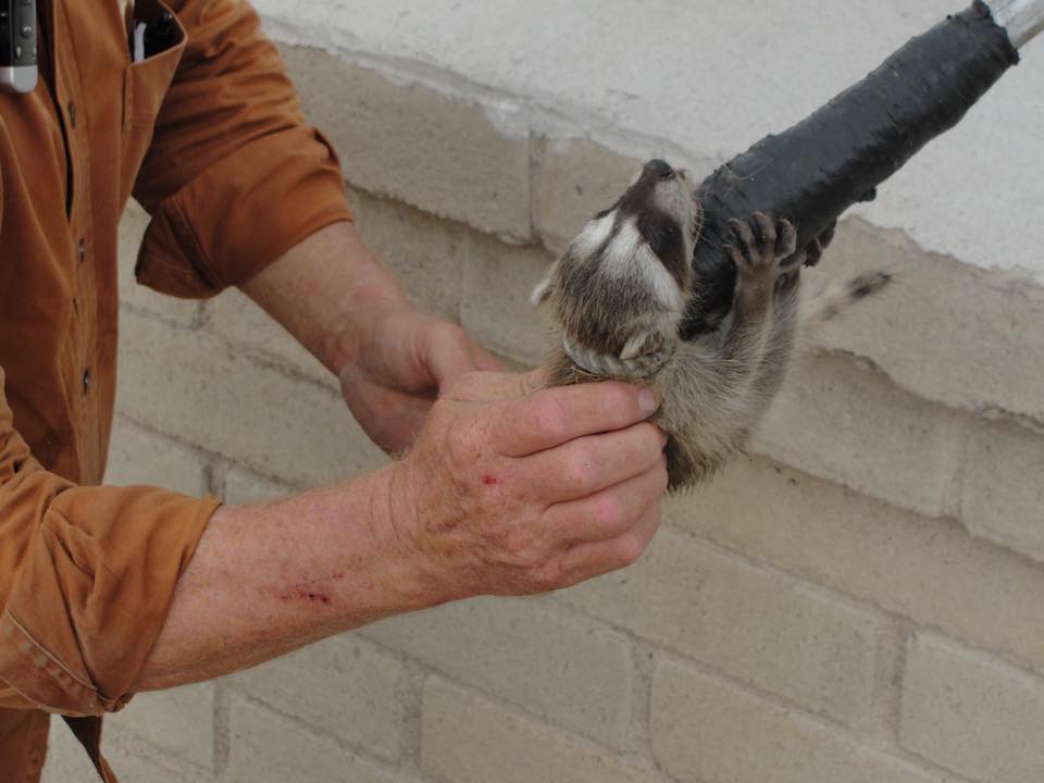 Baby Raccoon