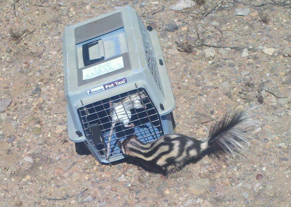 Skunk next to cage