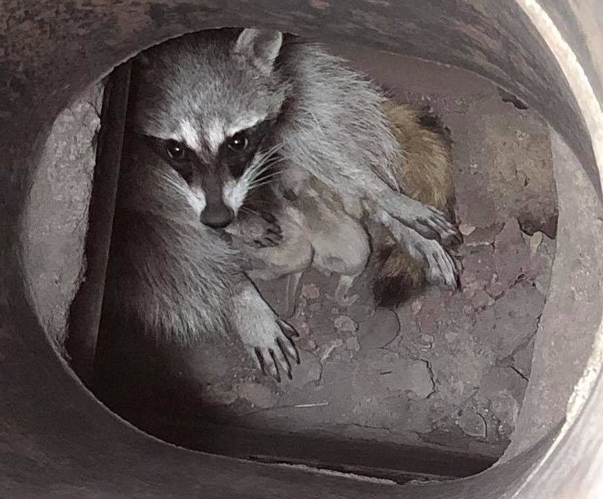 Raccoon in Chimney