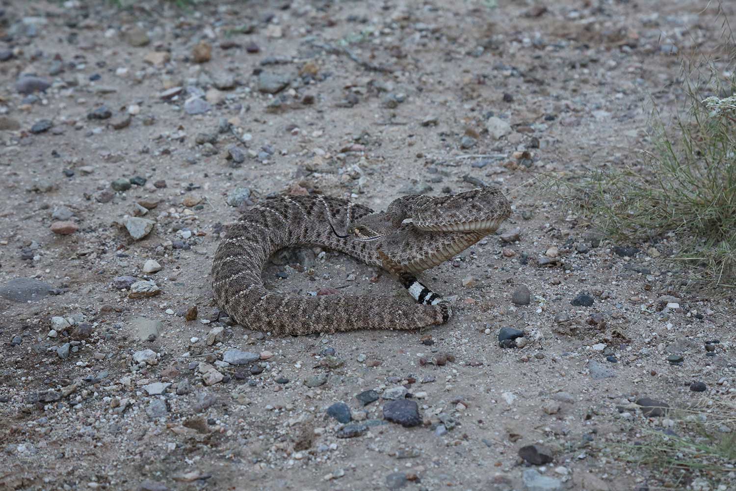 Rattlesnake in wild