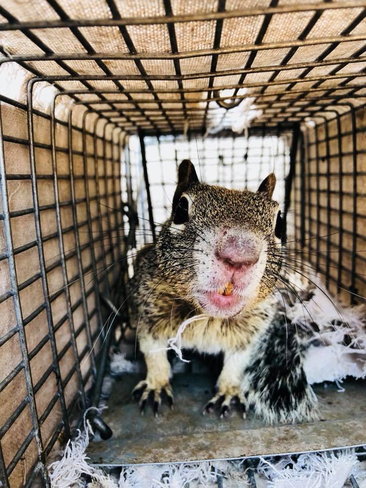 Squirrel inside of a trap