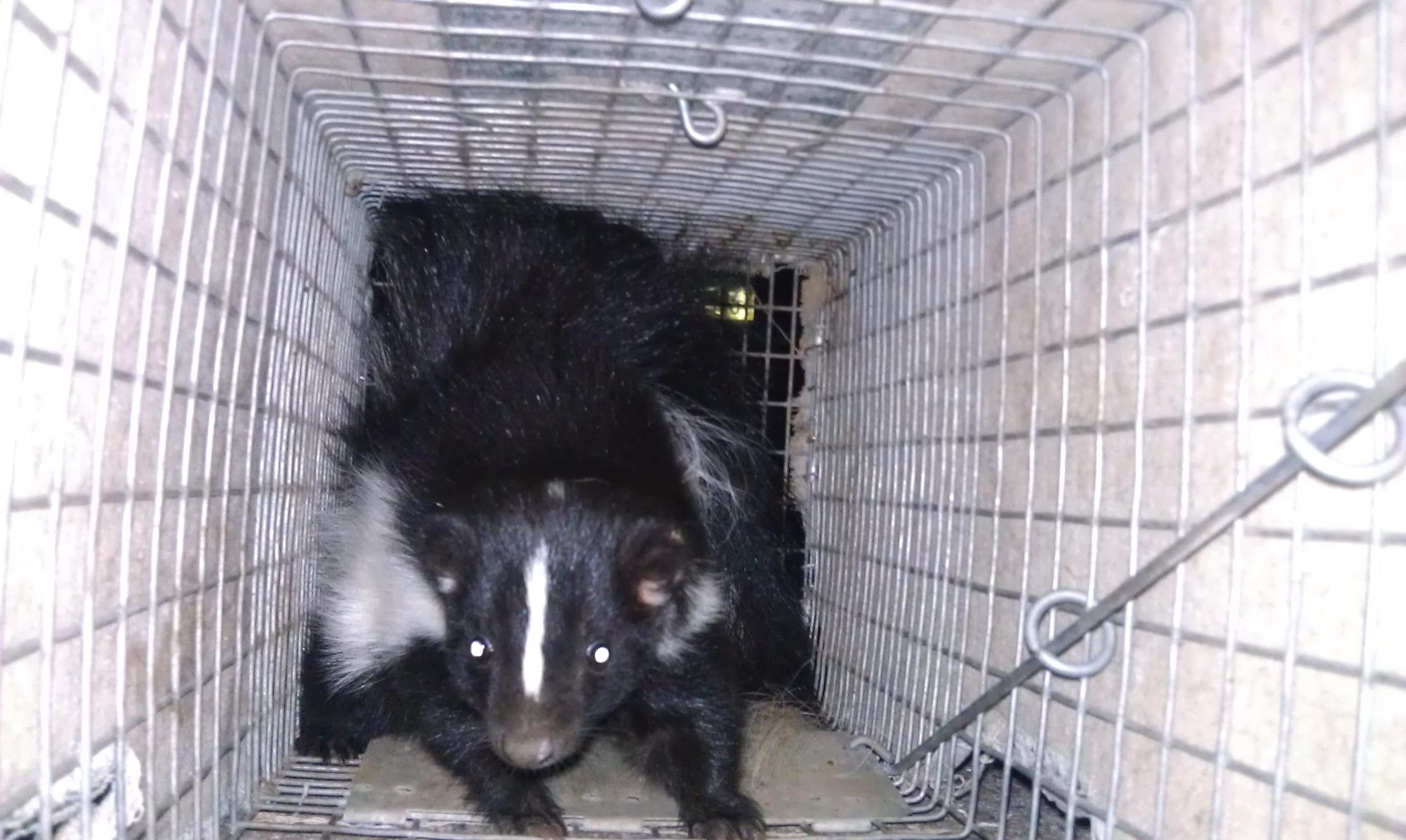 A skunk in a cage