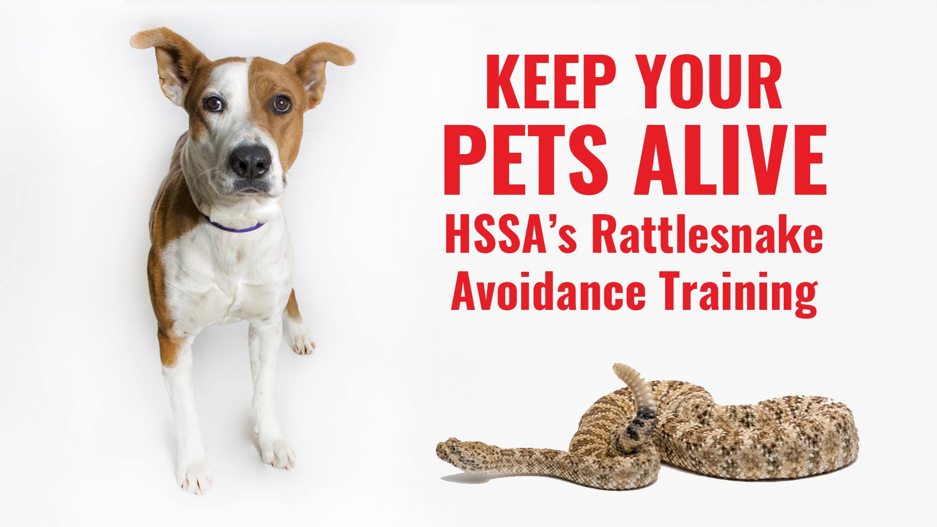 HSSA's Rattle snake avoidance training 
