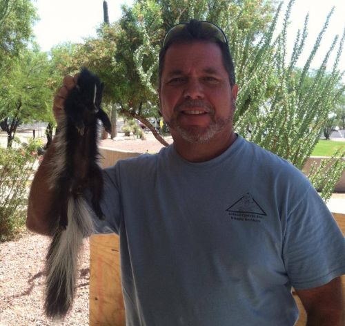 Skunk Removal in Tucson