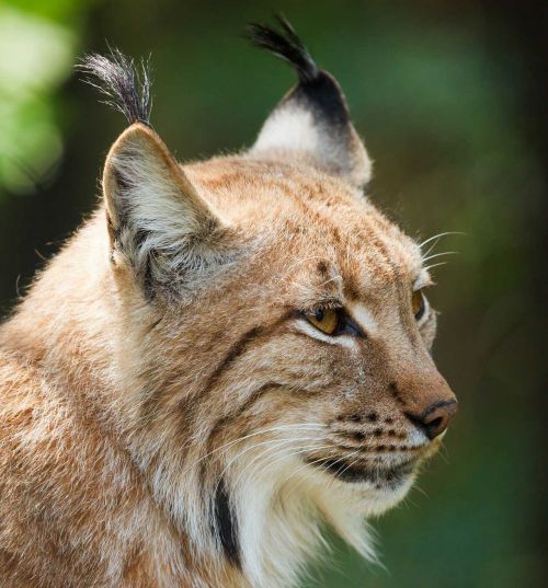 Bobcat profile