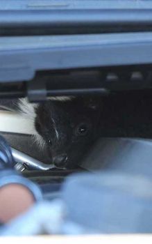 Skunk in Car